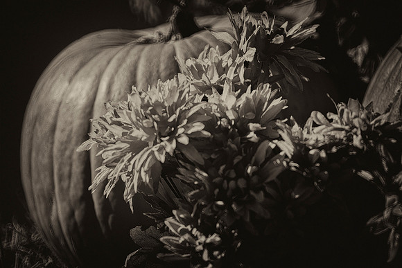 pumpkin, flowers, Halloween, Bertazzoni, Nikon, "black & white", abstract, structure, shades,