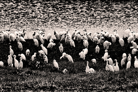 Texas, beaks, bertazzoni, cattle, "cattle egret", feathers, legs, migration, nature, pastures, ponds, swamps, white, wings, flock of birds, Nikon, Bertazzoni, "black & white", flying