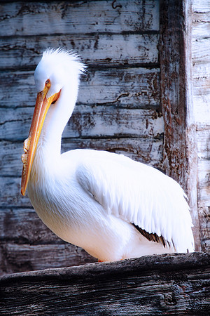 Bertazzoni, Nikon, beach, beak, boats, colors, details, feathers, fish, fishing, nature, ocean, pelicans, sea, vacation, waterfront, zoo
