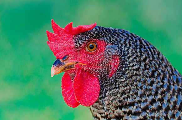 Bertazzoni, Nikon, beak, bird, breakfast, chicken, colors, eggs, farm, feathers, food, hen, legs, nature, wings, yard