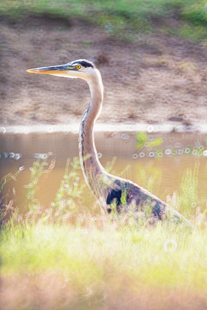 "grey heron", heron, pond, beak, feathers, colors, nature, flying, fishing, legs, Bertazzoni, swamp, Nikon