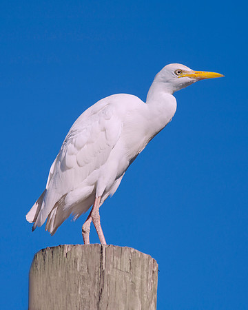 Bertazzoni, Nikon, Texas, Whitr Egret, beaks, bertazzoni, cattle, cattle egret, feathers, legs, migration, nature, pastures, ponds, swamps, white, wings