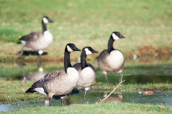Bertazzoni, "Canadian Geese", Nikon, Texas, beak, colors, cooking, feathers, flying, food, geese, lakes, migration, nature, ponds, swamps, wings