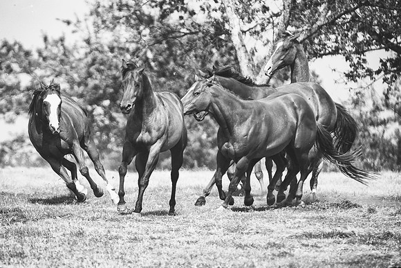 Hollywood, Indians, appaloosa, boots, bridle, buckskin, circus, cow boy, far west, horses, jockey, legs, main, mustangs, paint, palomino, pinto, prairie, quarter, race, saddle, tail, western, wild, wi
