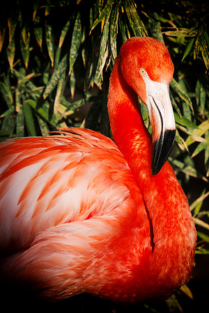 bird, details, flamingo, migration, peak, pink, pond, portrait, sea, swamp, colors, wings, feathers, details, structure, zoo, Nikon, Bertazzoni