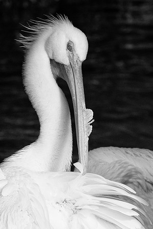 "American White Pelican", "black & white", pelican, Bertazzoni, Nikon, nature, artistic, feathers, beak, fishing, details, ocean, sea,