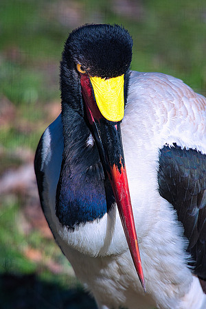 Africa, Beak, Botswana, Caprivi, Chobe, Kenya, Kenya, Mozambique, Namibia, Savuti, "South Africa", Tanzania, Tanzania "redBilled Stork", babies, colors, feathers, fish, fishing, lake, long legs, mud,