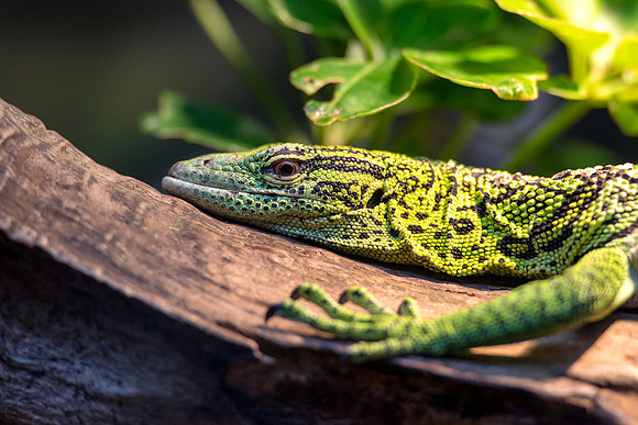 lizard, reptile, zoo, Bertazzoni, Nikon, leather, skin, insect, jungle, garden, nature, details, colors, trees, bite,