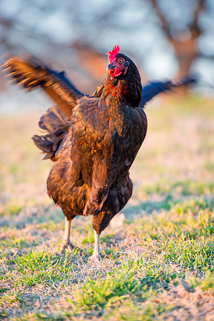 "hen's wings", Bertazzoni, Nikon, beak, bird, breakfast, chicken, colors, eggs, farm, feathers, food, hen, hens, legs, nature, wings, yard, parade,