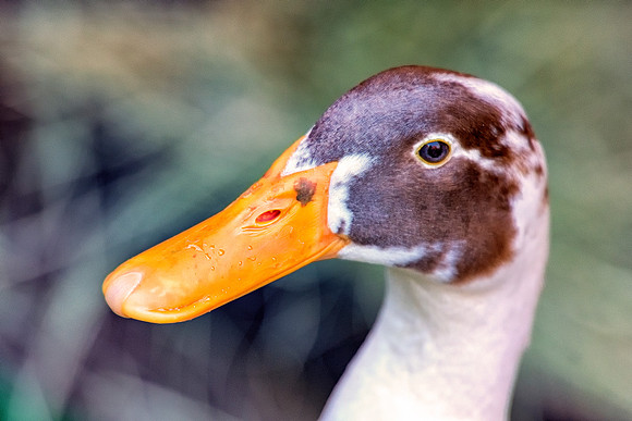 "common duck", duck, colors, feathers, wings, beak, legs, cooking, migration, Nikon, Bertazzoni, structure, texture, details, pond, swamp, yard, nature, zoo, farm, animals, bird