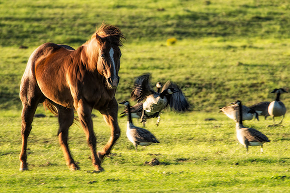 Bertazzoni, Texas, artistic, geese, head, horse, nature, nikon, old, pasture, plaque, praire, running, speed