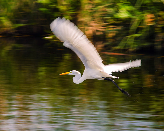 Bertazzoni, Jamaica, Nikon, artistic, beak, colors, feathers, fishing, "flying heron", heron, legs, migration, nature, panning, pond, safari, swamp, "white heron", safari