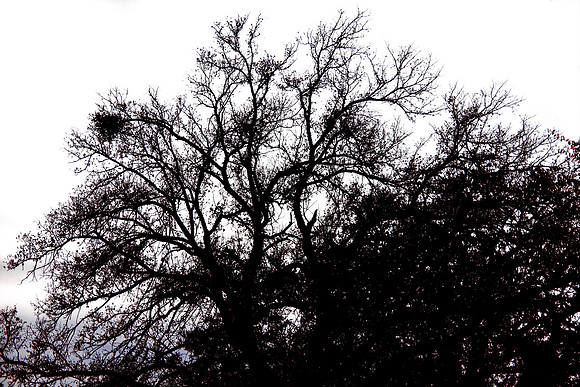 tree, sky, tranches, scary, Bertazzoni, Nikon, atmosphere, details, structure