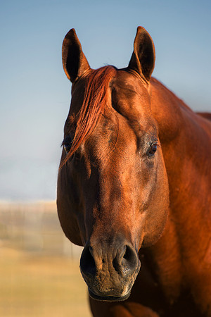 "powerful horse",Bertazzoni, Indians, Nikon, Texas, apha, boys, burro, colors, "cow boys", donkey, "far west", herd, horse, mustang, pack, paint, pioneers, portrait, prairie, riding, saddle, scenic, s