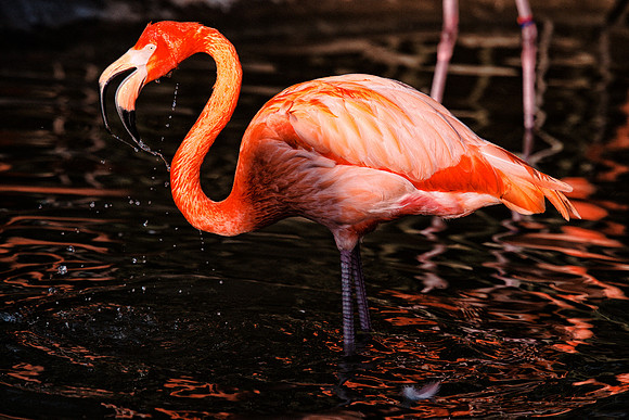 bird, details, flamingo, migration, peak, pink, pond, portrait, sea, swamp, colors, wings, feathers, details, structure, zoo, Nikon, Bertazzoni