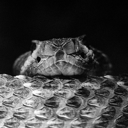 rattlesnake, reptile, venom, bite, skin, Nikon, Bertazzoni, "black & white", yard, cave, rocks, desert, details,