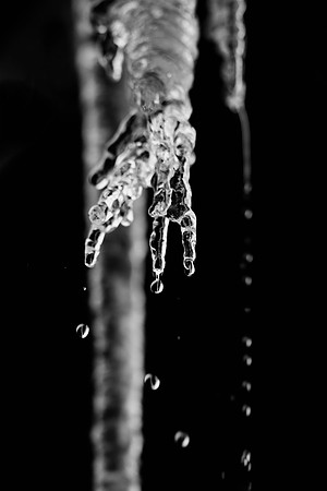 "ice cones", " melting ice", ice, water, leaking, nature, yard, winter, Nikon, Bertazzoni, abstract, artistic, "black & white", cold, freezing, Tears, "crying roots"