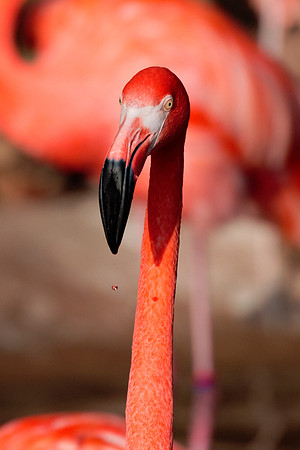 bird, details, flamingo, migration, peak, pink, pond, portrait, sea, swamp, colors, wings, feathers, details, structure, zoo, Nikon, Bertazzoni