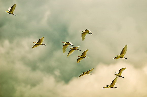 Texas, beaks, bertazzoni, cattle, "cattle egret", feathers, legs, migration, nature, pastures, ponds, swamps, white, wings, flock of birds, Nikon, Bertazzoni
