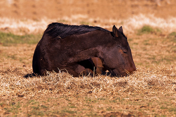 " resting hors", AQHA, Bertazzoni, Nikon, Texas, USA, artistic, equine, freedom, grass, horse, nature, pasture, prairie, riding, vintage, western