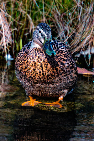 "common duck", duck, colors, feathers, wings, beak, legs, cooking, migration, Nikon, Bertazzoni, structure, texture, details, pond, swamp, yard, nature, zoo, farm, animals, bird