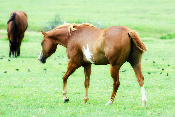 APHA, Bertazzoni, Nikon, colors, cowboys, hoofs, horse, indians, paint horse, pet, portrait, riding, texas