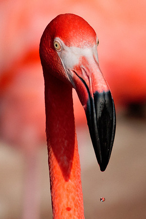 bird, details, flamingo, migration, peak, pink, pond, portrait, sea, swamp, colors, wings, feathers, details, structure, zoo, Nikon, Bertazzoni