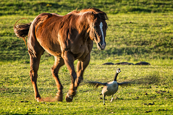 Bertazzoni, Texas, artistic, , head, horse, nature, nikon, old plaque, geese, pasture, praire,speed, running