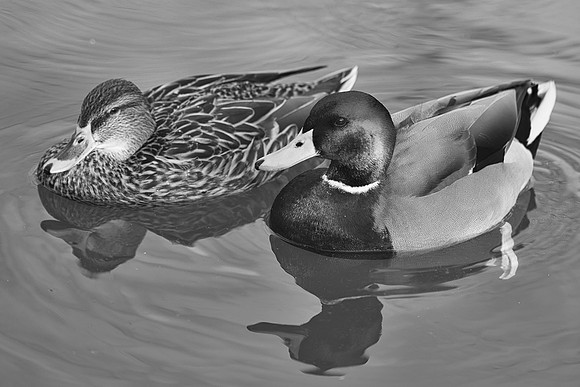 "common duck", duck, colors, feathers, wings, beak, legs, cooking, migration, Nikon, Bertazzoni, structure, texture, details, pond, swamp, yard, nature, zoo, farm, animals, bird, "black & white"