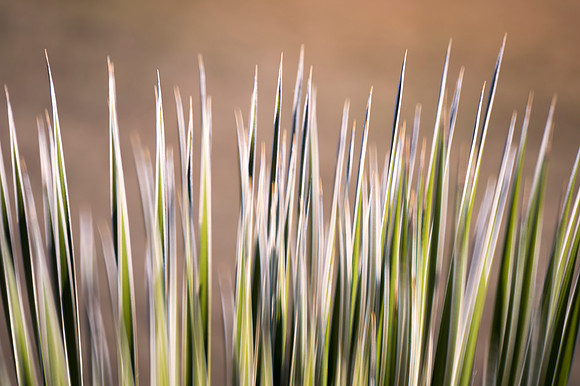 Bertazzoni, Nikon, contrast, details, focus, foliage, garden, nature, plant, rays, softness, yard