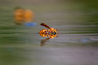 Wasp