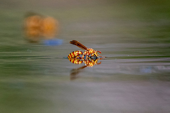 Wasp