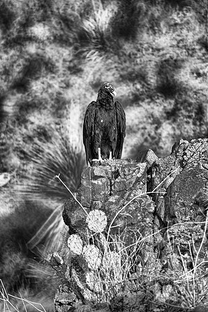 Beak, Bertazzoni, Mexico, Nikon, Texas, Wings, death, eyes, feathers, flying, legs, nature, scavengers, "turkey vulture", vulture, wilderness, "black & white"