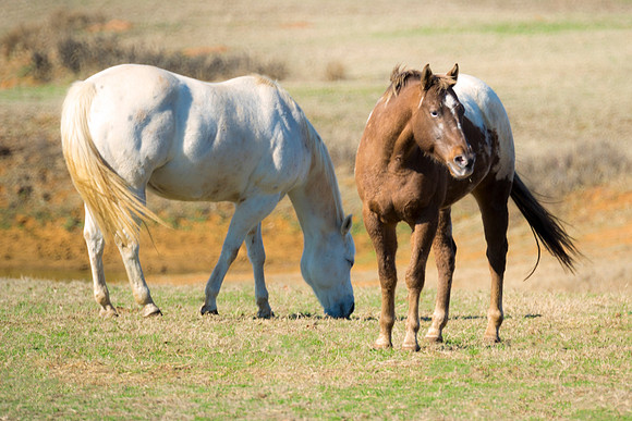 appaloosas, horse, pasture, nature, Texas, "Far West", leafs, Bertazzoni, Nikon, details, tail, main, speed, riding, colors, breed, "john Wayne", movie, Hollywood