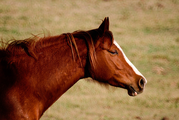 AQHA, Bertazzoni, Nikon, Texas, USA, artistic, equine, freedom, grass, horse, nature, pasture, prairie, riding, vintage, western