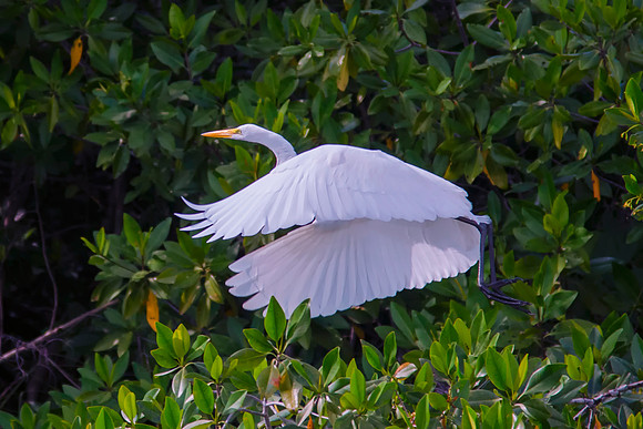 Bertazzoni, Jamaica, Nikon, artistic, beak, colors, feathers, fishing, flying heron, heron, legs, migration, nature, panning, pond, safari, safari, swamp, "white heron"