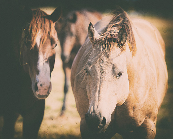 generations, Bertazzoni, Nikon, Texas, appaloosa, colors, double portrait, "far west", foal, friends, horse, horse, paint, portrait, quarter, riding, romantic
