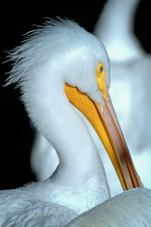 pelicans, sea, ocean, details, Bertazzoni, Nikon, beak, fish, fishing, waterfront, feathers, colors, nature, vacation, zoo, beach, boats,