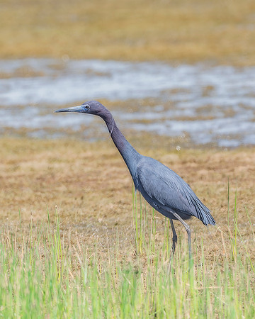 Black Heron