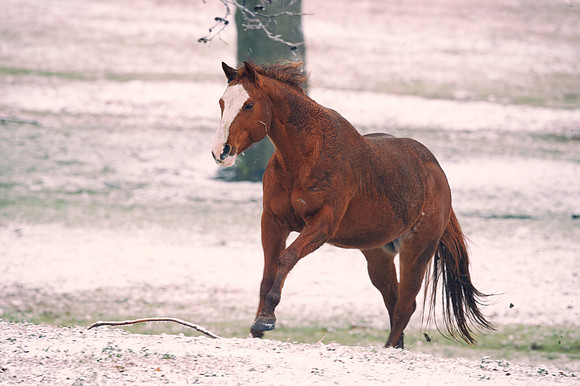 "horse in the snow", running, "running free", horse, "far west", Texas, snow, storm, Nikon, Bertazzoni, Zenfolio, wildlife, mustang