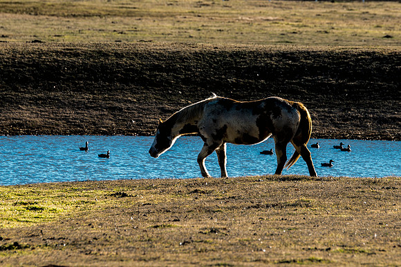 mustang, texas, nature, Nikon, Bertazzoni, prairie, pasture, horse, freedom, wildlife, ducks, western, "far west",