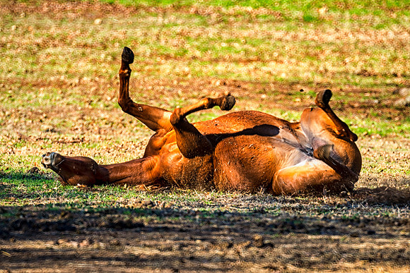 Bertazzoni, Nikon, beaks, feathers, geese, "going for a walk", hoofs, horse, nature, pastures, prairie, wildlife, "cow-boys", "far west", "rolling horse"
