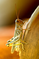 Grasshopper, devastation, flower, garden, grass, locust