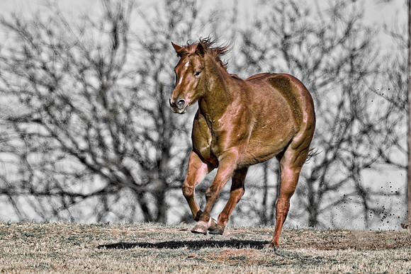 Bertazzoni, Indians, Nikon, Texas, apha, boys, bridles, burro, colors, "cow boys", donkey, "far west", halter, harness, herd, hoofs, horse, mustang, pack, paint, pioneers, portrait, "powerful horse",