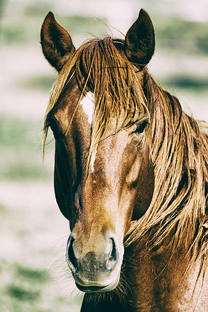 "paint horse", apha, colors, scenic, "far west', Nikon, Bertazzoni, " cow boys", west, western, Indians, prairie, Texas, pioneers, show, riding, saddle, pack, herd, donkey, burro, portrait, mustang