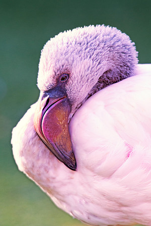 Bertazzoni, Nikon, bird, colors, details, details, feathers, flamingo, migration, peak, pink, pond, portrait, sea, structure, swamp, wings, zoo