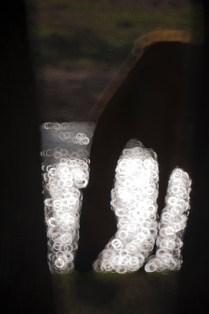 silhouette, horse, shade, , nature, yard, artistic, "mirror lens", Nikon, Bertazzoni, rings, reflections,