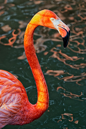 bird, details, flamingo, migration, peak, pink, pond, portrait, sea, swamp, colors, wings, feathers, details, structure, zoo, Nikon, Bertazzoni