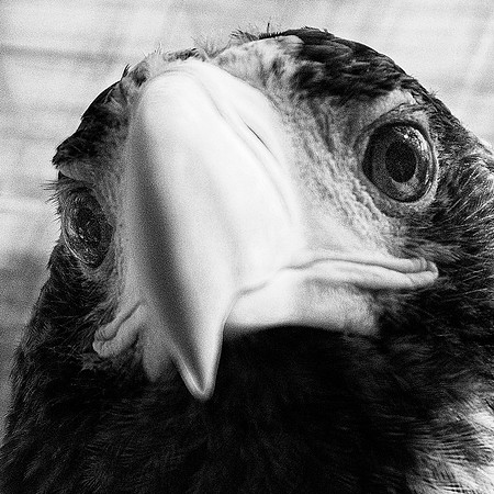 Africa, Beak, "Black & white", Botswana, Caprivi, Chobe, Kenya, Kenya, Mozambique, Namibia, Savuti, "South Africa", Tanzania, Tanzania, attack, babies, claws, colors, feathers, fish, fishing, lake, lo