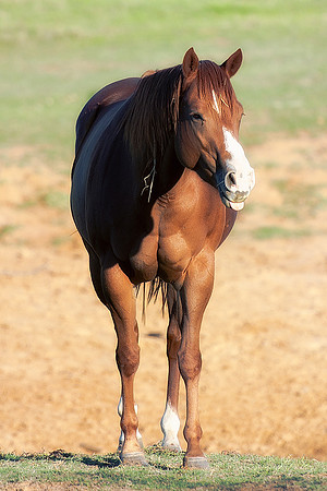 Nikon, appaloosa, bertazzoni, bit, bridle, freedom, hoofs, horses, main, nature, pack, paint, palomino, pinto, pond, prairie, quarter, races, running, saddle, speed, tail, wilderness